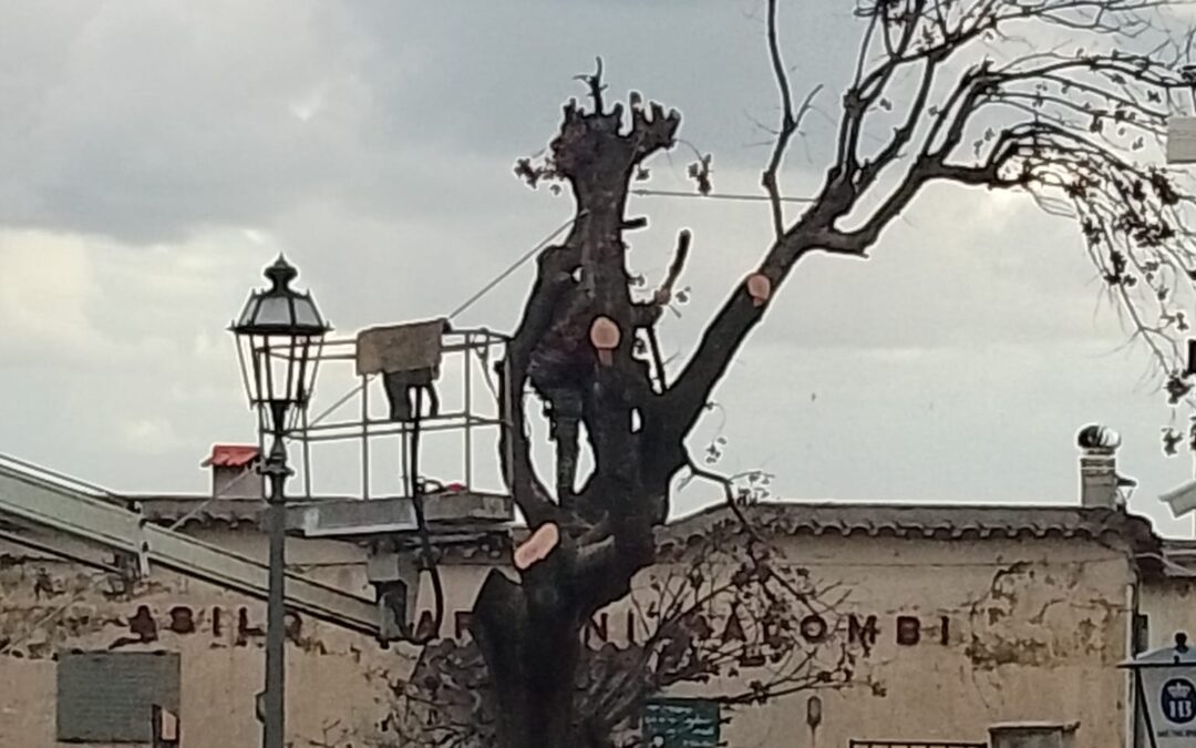 Commemorazione di un leccio storico del Centro Storico