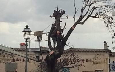 Commemorazione di un leccio storico del Centro Storico