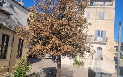 la Ringhiera : ANCHE IL NUOVO LECCIO MOSTRA SEGNI DI SOFFERENZA. CHI NE ACCERTA LE CAUSE?